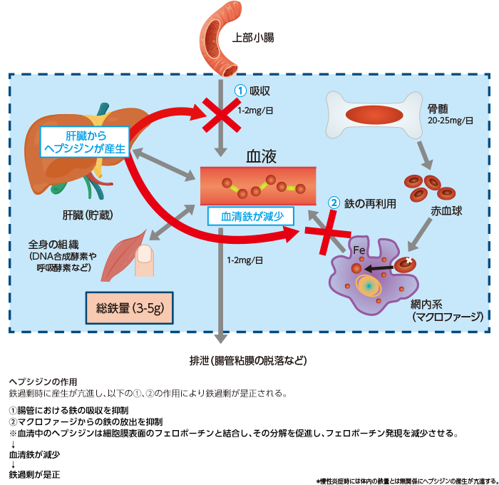 フェインジェクト│1-5. 鉄の調節に関わる因子│ZERIA Medical Site